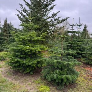 Real 4ft Christmas Trees