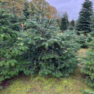 Real 8ft Non-drop Christmas Trees